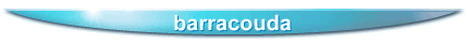 barracouda